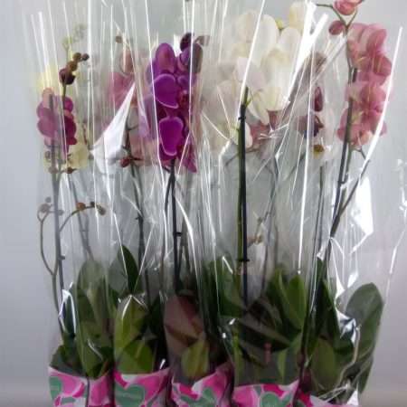 Phalaenopsis- Orchidea (5 Mix/ 1 ágú) 12/75cm