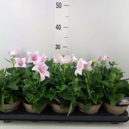 Platycodon Grandiflorus- Léggömvirág (Astra Pink)- Rózsaszín 12/30cm