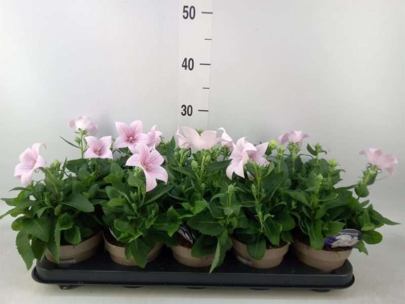 Platycodon Grandiflorus- Léggömvirág (Astra Pink)- Rózsaszín 12/30cm