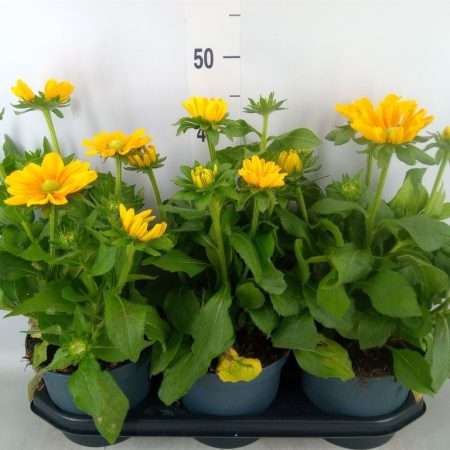 Rudbeckia- Kúpvirág 19/45cm