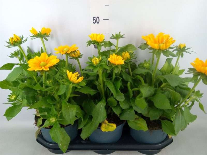 Rudbeckia- Kúpvirág 19/45cm