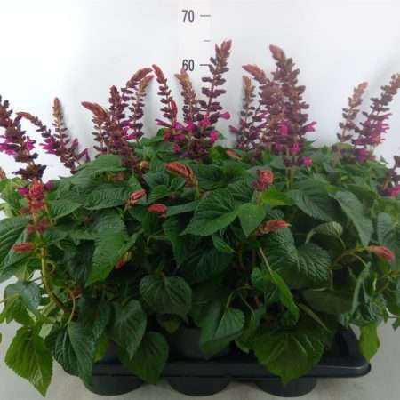 Salvia Nemorosa- Ligeti Zsálya (Salgoon Lake Flamingo) 17/58cm