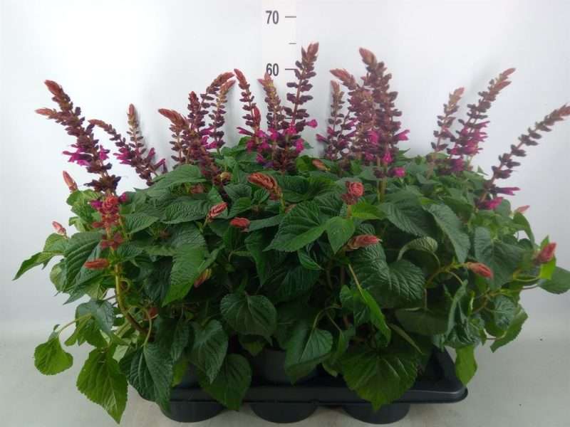 Salvia Nemorosa- Ligeti Zsálya (Salgoon Lake Flamingo) 17/58cm