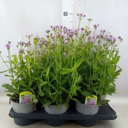 Verbena rigida- Kékvirágú vasfű 15/40cm