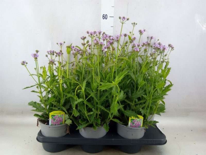 Verbena rigida- Kékvirágú vasfű 15/40cm