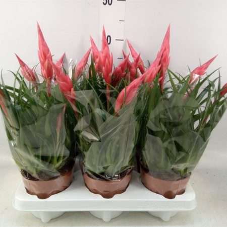 Vriesea (Astrid) 12/35cm