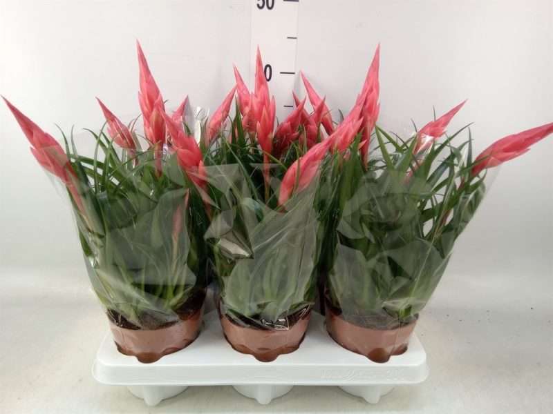 Vriesea (Astrid) 12/35cm