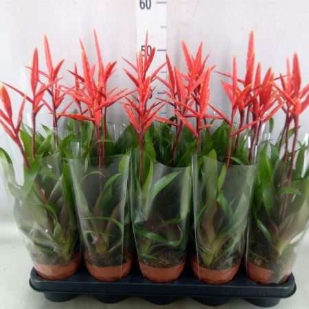 Vriesea (Elan) 12/50cm