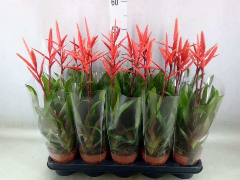 Vriesea (Elan) 12/50cm