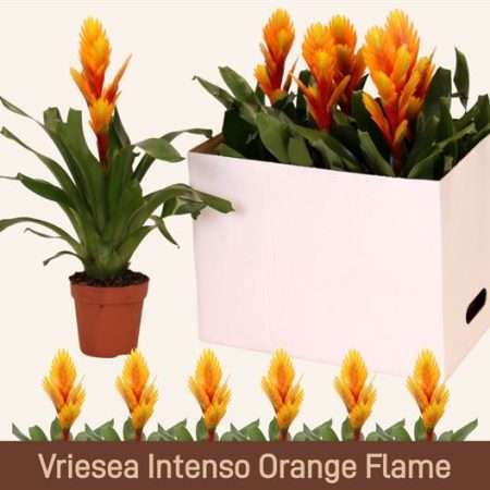 Vriesea (Intenso Orange Flame) 12/50cm