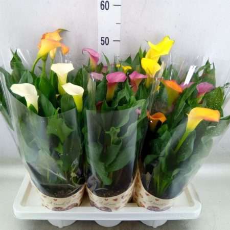Zantedeschia- Kála (Mix) 14/50cm