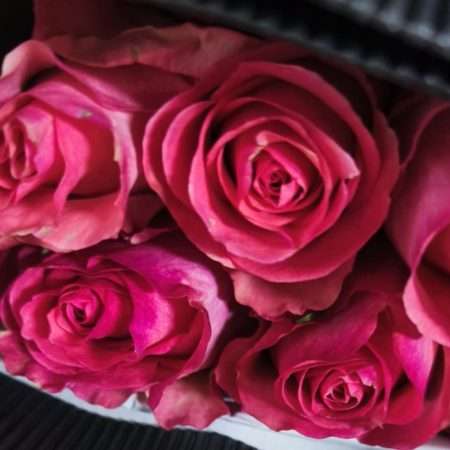 Pink Rózsa (EQ Dekora) 60cm