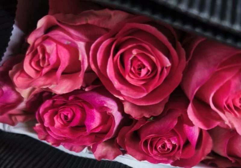 Pink Rózsa (EQ Dekora) 60cm