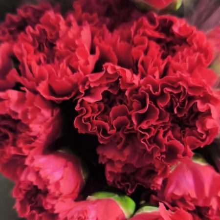Pink Szegfű (COL Hotpink) 70cm