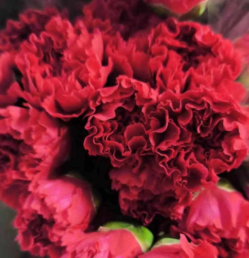 Pink Szegfű (COL Hotpink) 70cm