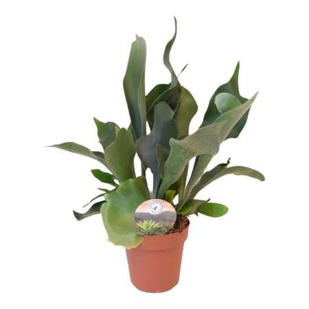 Platycerium Bifurcatum- Szarvasagancs Páfrány 12/30cm