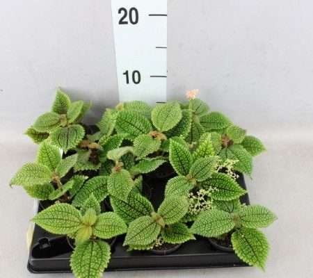 Pilea Alumi (Moonvalley) 12 cm