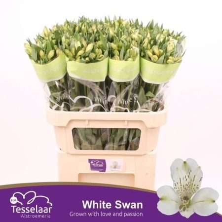 Alstroemeria (White Swan)- Fehér 75cm