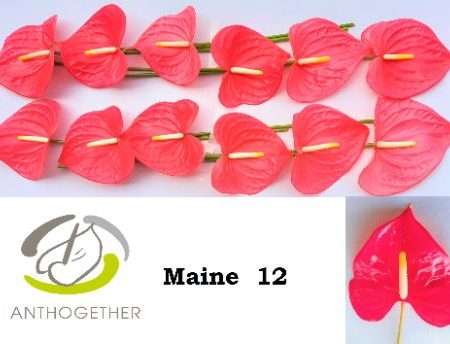 Anthurium- Flamingó (Maine)- Korall