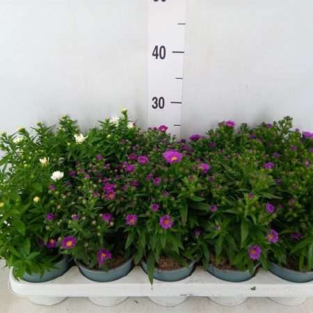 Aster Novi Belgii- Kopasz Őszirózsa (Starletta Mix) 12/30cm