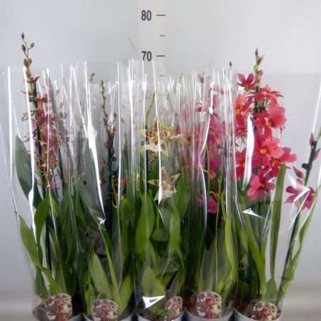 Cambria Orchidea (Mix/2 ágú) 12/60cm