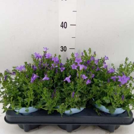 Campanula- Harangvirág (Blueone) 12/20cm