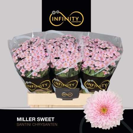 Bicolor Krizantém (Santini Miller Sweet) 55cm