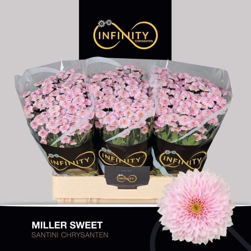 Bicolor Krizantém (Santini Miller Sweet) 55cm