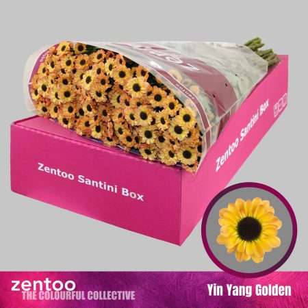 Krizantém (Santini Yin Yang Golden) 55cm
