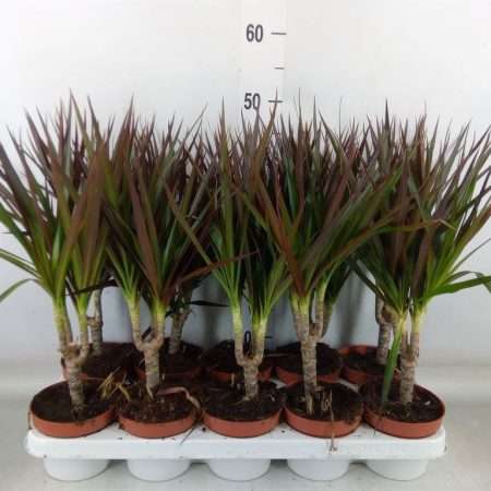 Dracaena Marginata- Tarka sárkányfa (Magenta) 12/48cm