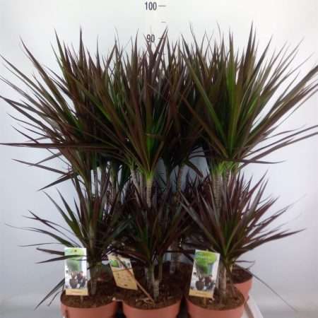 Dracaena Marginata- Tarka sárkányfa (Magenta) 17/80cm