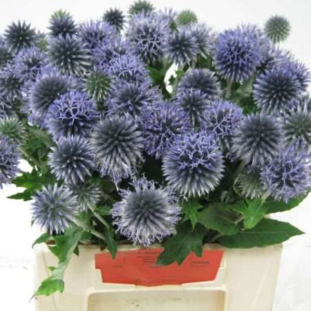 Echinops bannaticus-Kék Szamárkenyér (Blue Globe) 40cm