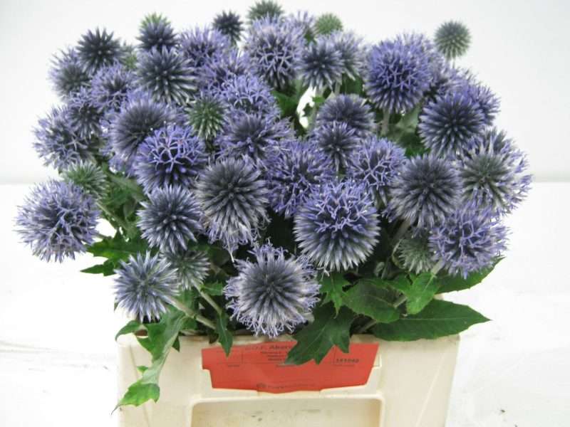 Echinops bannaticus-Kék Szamárkenyér (Blue Globe) 40cm