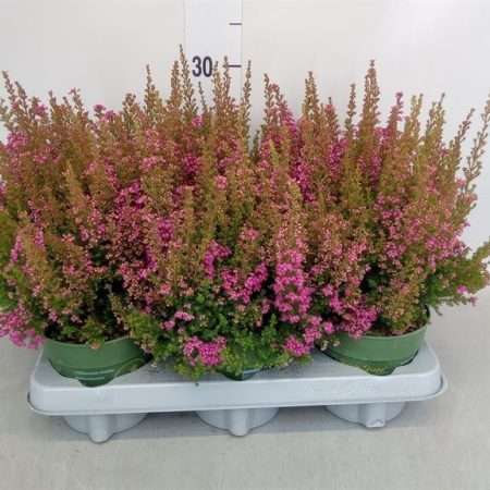 Erica gracilis- Erika/ Vékony hanga (Bea Queen Sofie) 12/25cm
