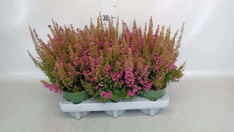 Erica gracilis- Erika/ Vékony hanga (Bea Queen Sofie) 12/25cm