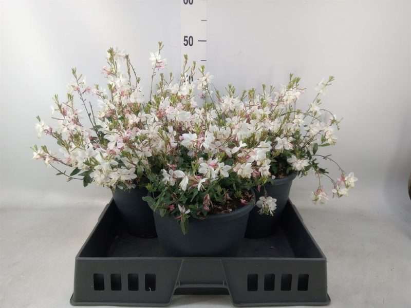 Gaura Lindheimeri- Évelő díszgyertya (Geyser White) 23/45cm