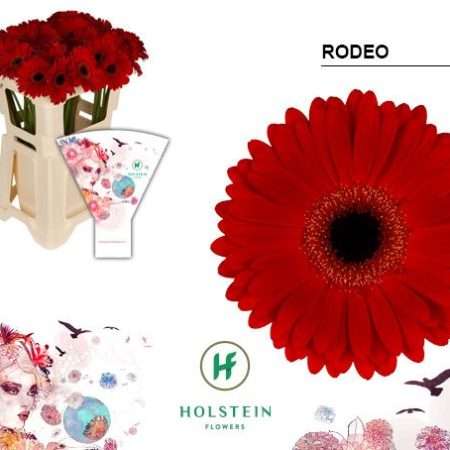 Bordó Gerbera (Rodeo) 50cm