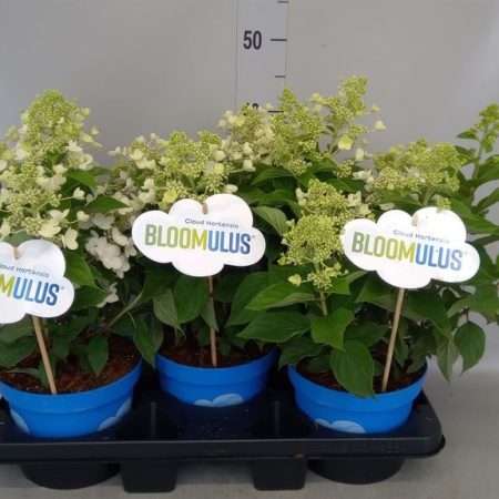Hydrangea- Hortenzia (Bloomulus Cumulus) 18/35cm