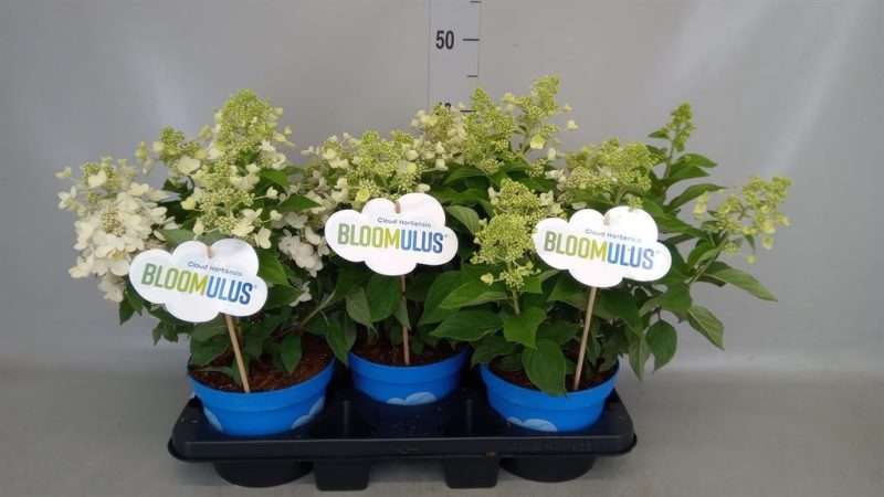 Hydrangea- Hortenzia (Bloomulus Cumulus) 18/35cm