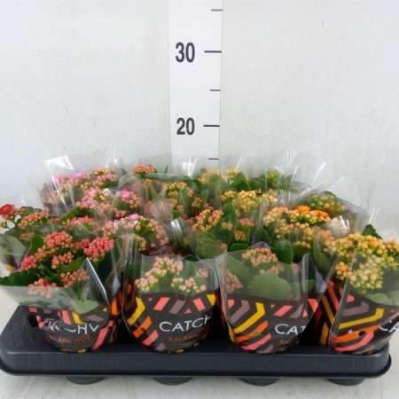 Korallvirág (Rosebud Catchy Double Mix 5 Color) 8/15cm