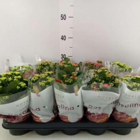 Kalanchoe- Korallvirág (RoyalDon Mix) 12/27cm