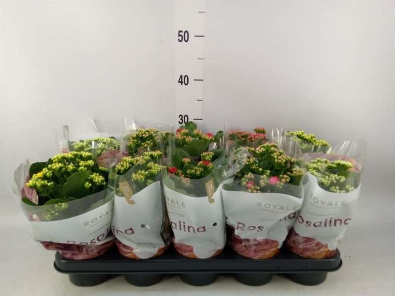 Kalanchoe- Korallvirág (RoyalDon Mix) 12/27cm
