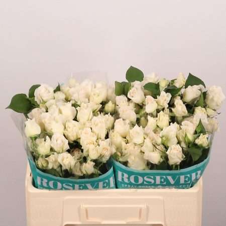 Fehér Spray Rózsa (Fragant Rosever) 50cm