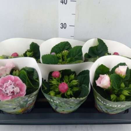 Gloxinia (Sonata Mix) 13/20cm