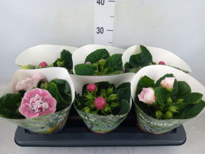 Gloxinia (Sonata Mix) 13/20cm