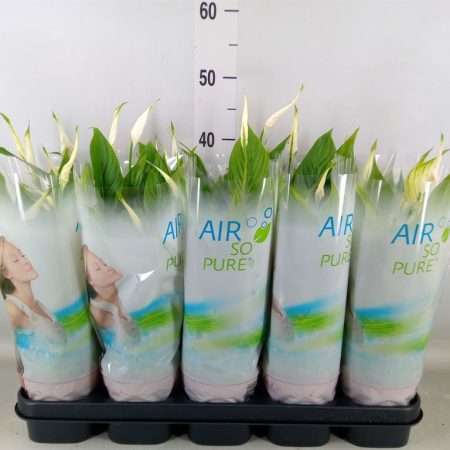 Spathiphyllum- Vitorlavirág (Bellini) 13/40cm