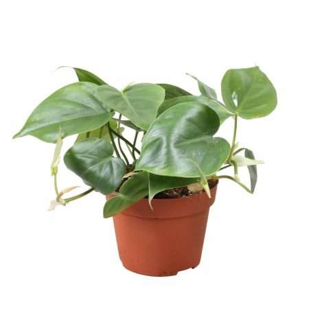 Philodendron Scandens 12/25cm
