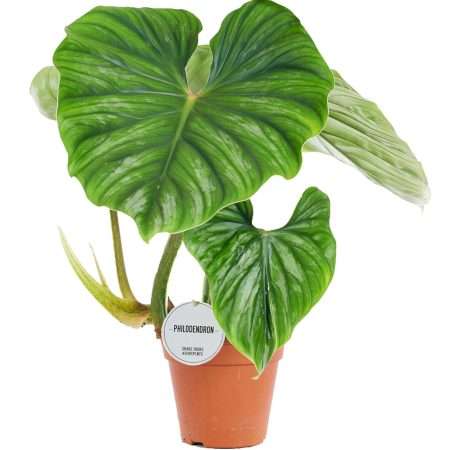 Philodendron- (Plowmanii ) 15/50cm