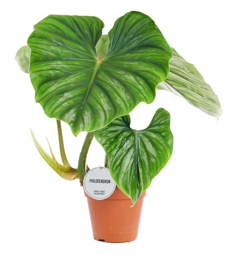 Philodendron- (Plowmanii ) 15/50cm