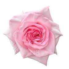 Rózsaszín Rózsa (EQ Pink O'hara) 60cm